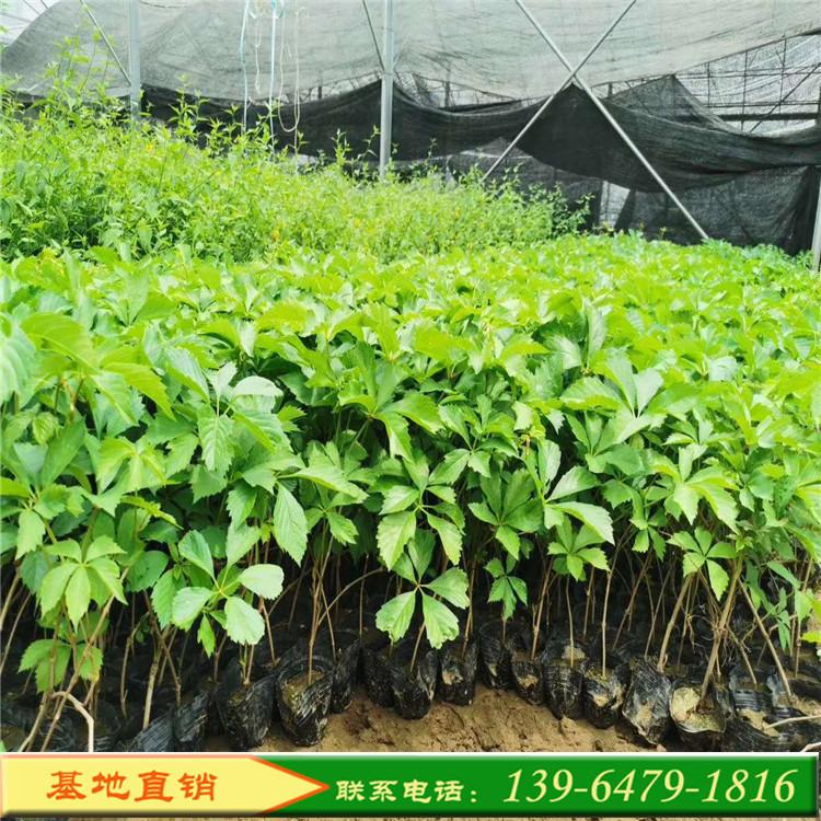 五叶地锦爬山虎批发价格 大量供应爬山虎质优价廉 立交桥面攀爬植物
