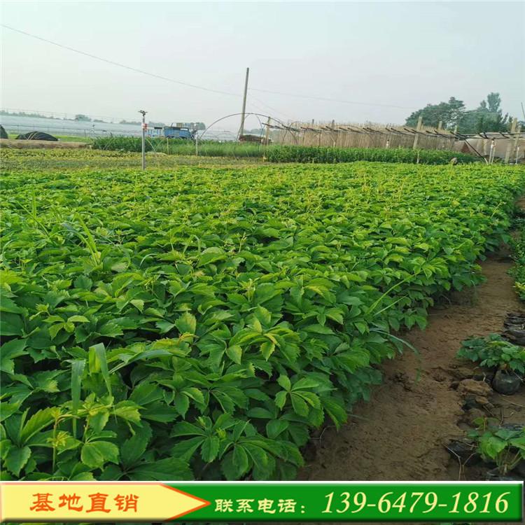 山东彩诺  高架桥立交桥绿化专用五叶地锦爬山虎 攀爬植物绿化工程苗