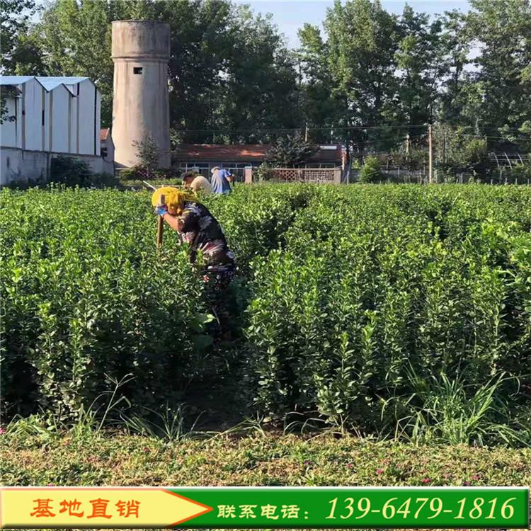批发绿化北海道黄杨篱笆苗 耐修剪黄杨苗木基地直销 青州花卉苗木