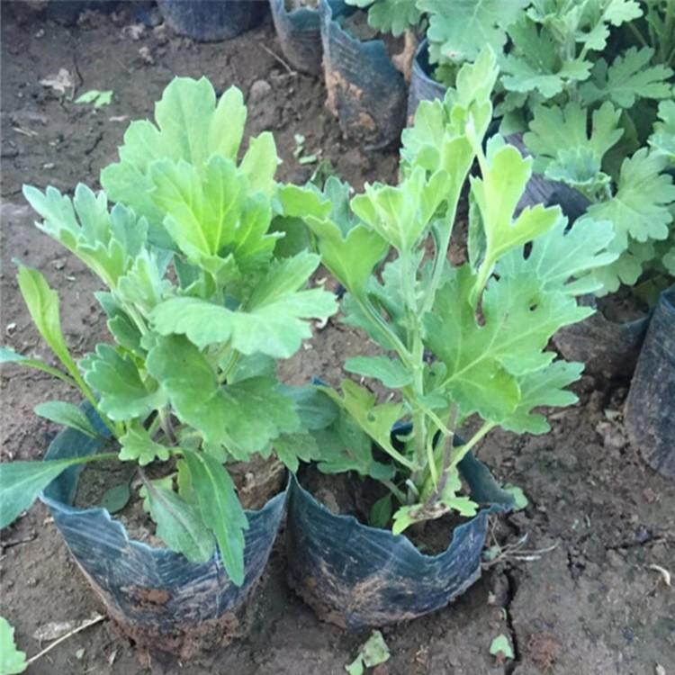地被菊价格多少地被菊基地报价