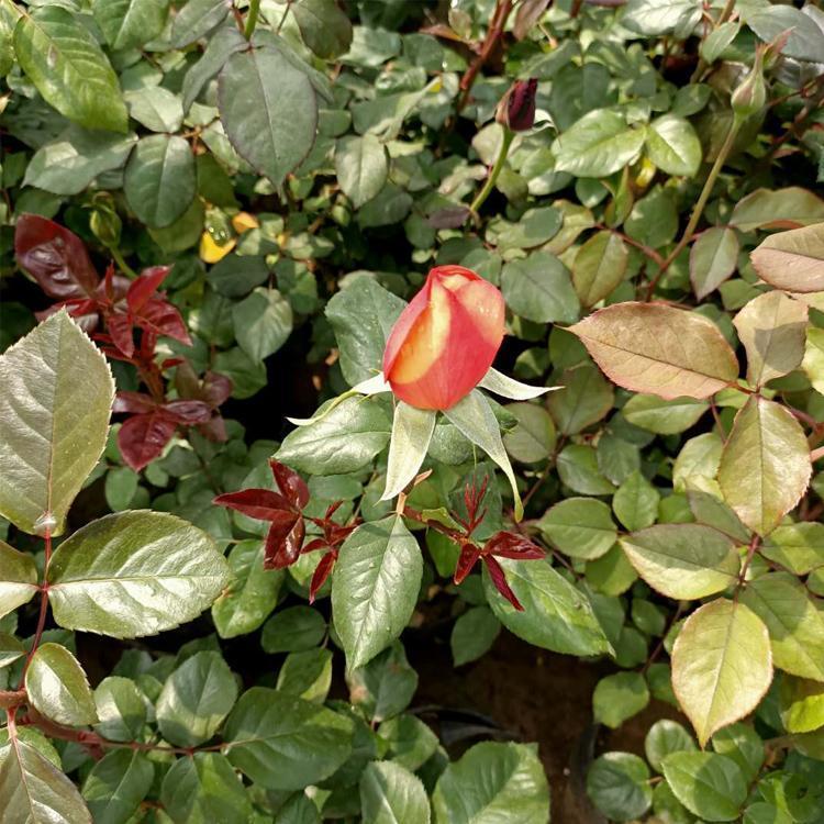 红宝石月季基地供应价格 宿根花卉 良心农户 蔷薇花苗