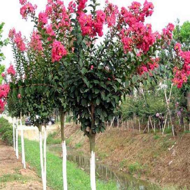 原生玫瑰红紫薇种植基地 百日红种苗 园林绿化工程用苗