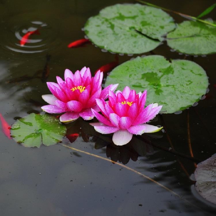 睡莲批发价格 多年生水生花卉植物 种子 河道绿化 启诺花卉