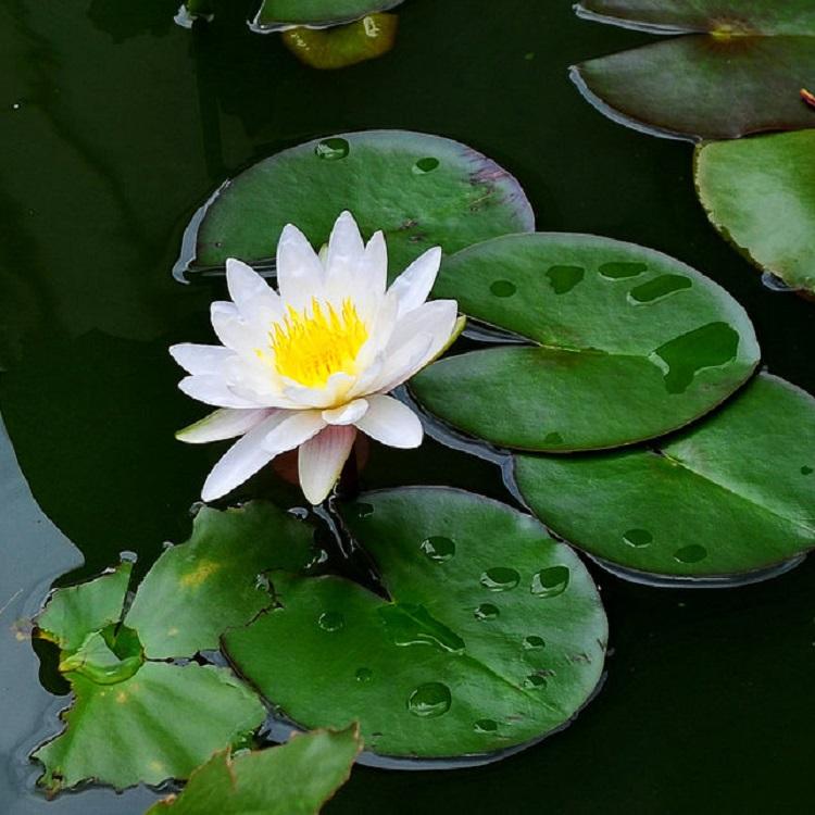 睡莲种苗种植基地批发价格 水生植物花卉 绿化工程 启诺花卉