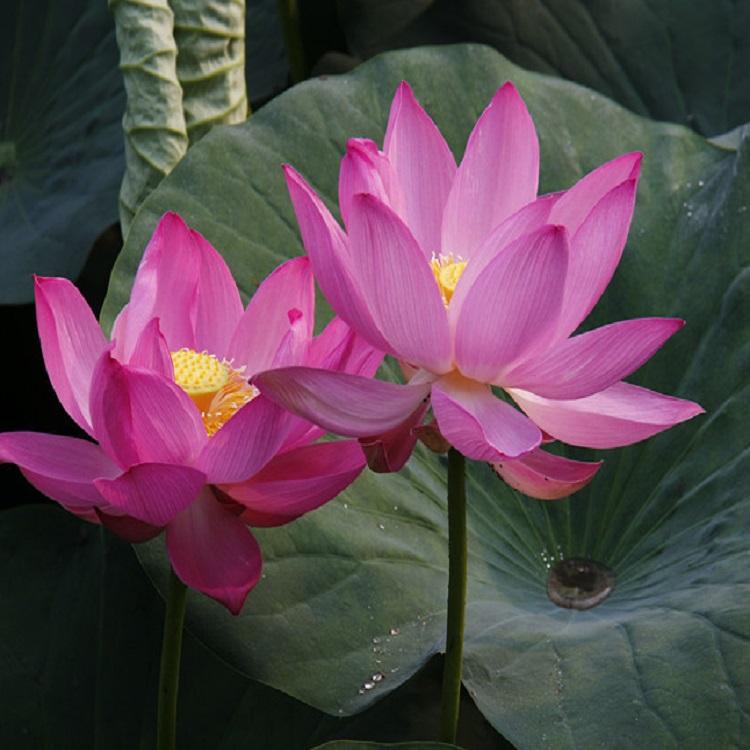 水芙蓉苗批发价格 荷花苗 莲花苗 水生花卉植物 河道绿化