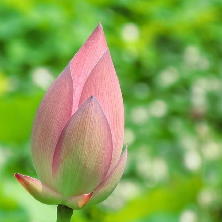 荷花苗种植基地批发价格 水芙蓉种苗 多年生水生花卉 绿化工程