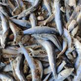深海鱼蛋白 生根肥 有机肥料 量大价优