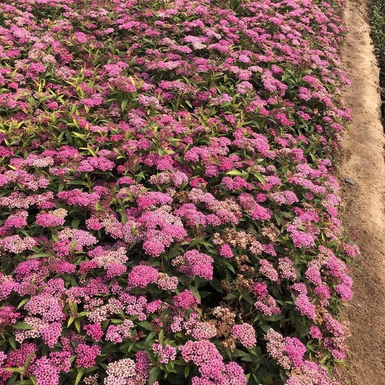 粉花绣线菊价格 粉花绣线菊批发 山东粉花绣线菊价格 潍坊粉花绣线菊基地