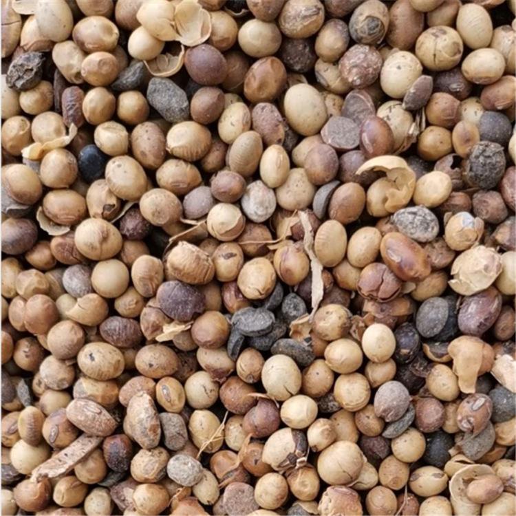 大豆肥 砂糖橘种植肥 受损黄豆 捷丰生物