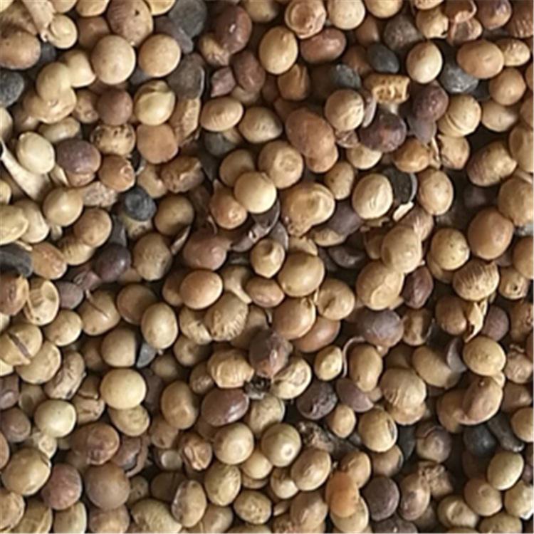 发酵大豆原料 山东大豆肥料 受损黄豆 现货供应