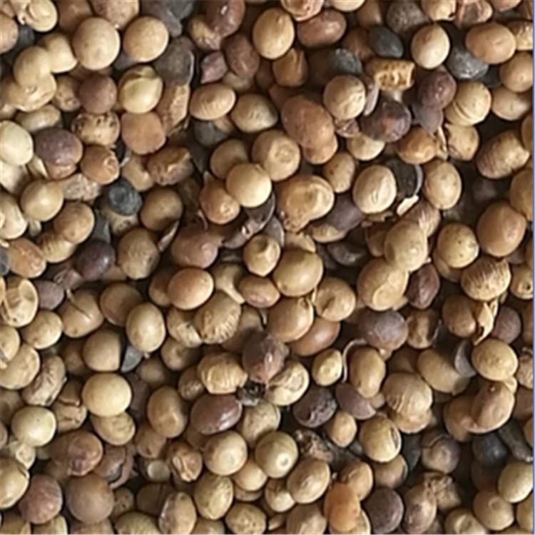 大豆肥 大量供应 无压榨原形态大豆 现货供应