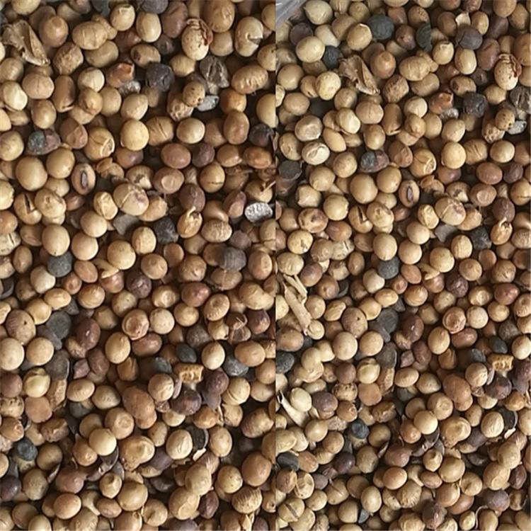 大豆肥 大量供应 受损大豆 现货供应