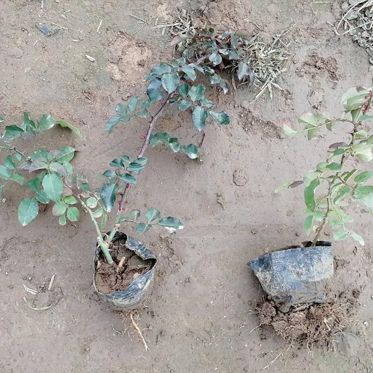 蔷薇 蔷薇价格 蔷薇山东基地批发