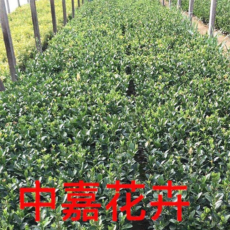 绿篱护坡用 大叶黄杨 大叶黄杨价格