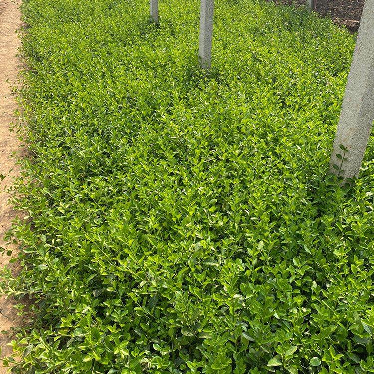 大叶扶芳藤小苗 基地种植 青州绿化苗木供应 大叶扶芳藤批发
