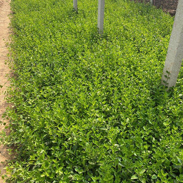 绿篱专用大叶扶芳藤苗 绿篱专用 北方绿化苗木种植