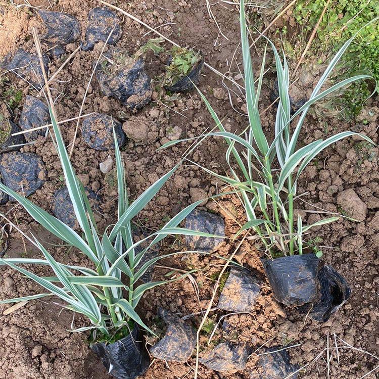 价格从优 花叶芦苇 花叶芦苇直销