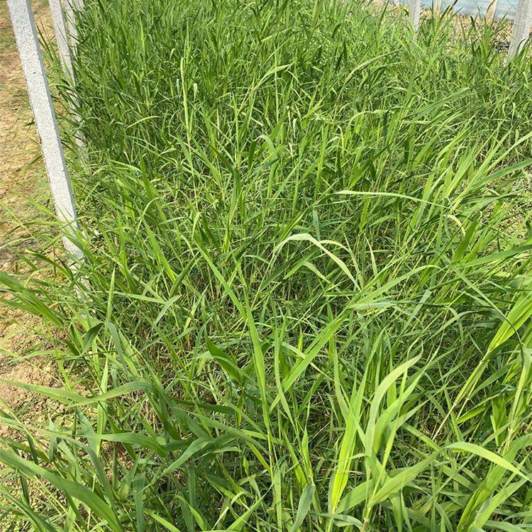 欢迎来电 花叶芦苇杯苗 花叶芦苇杯苗基地供应