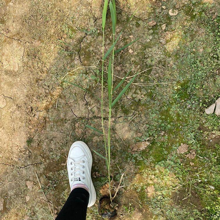 花叶芦苇苗报价 价格从优 山东花叶芦苇苗