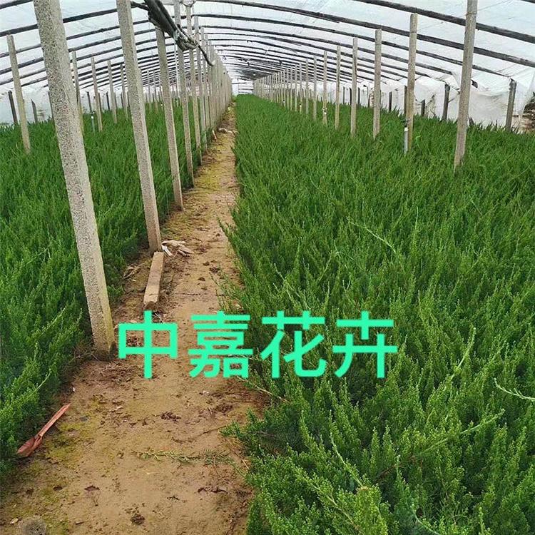 物美价廉 龙柏苗种植基地 山东龙柏苗