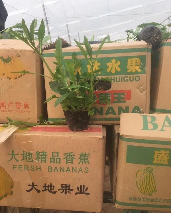 青州马鞭草价格马鞭草基地供应