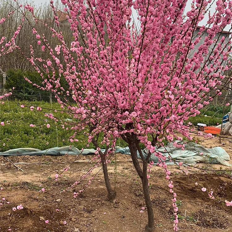 青州榆叶梅 基地种植  榆叶梅行情