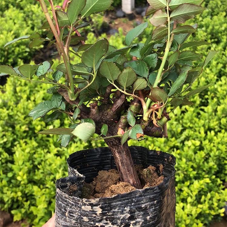 价格从优 月季老桩 月季老桩种植基地