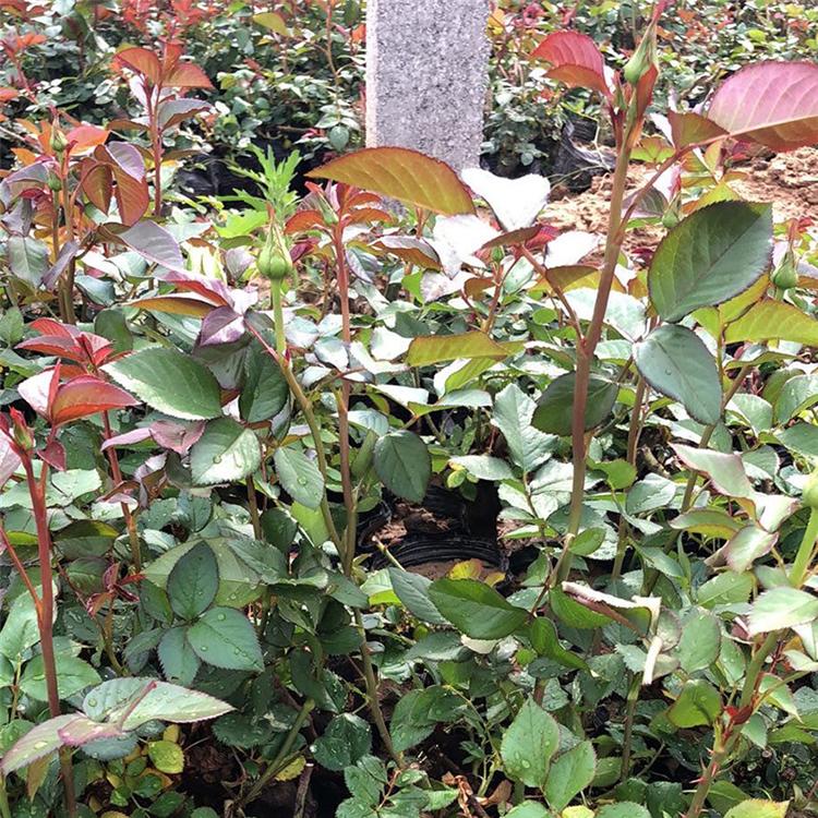 月季老桩 量大优惠 山东月季老桩直销