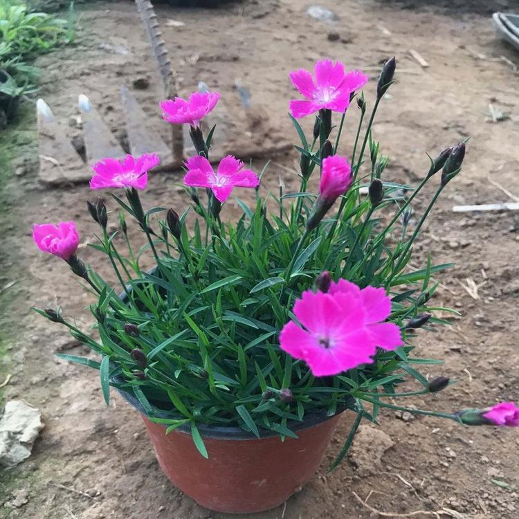 基地批发欧石竹穴盘苗种植欧石竹批发