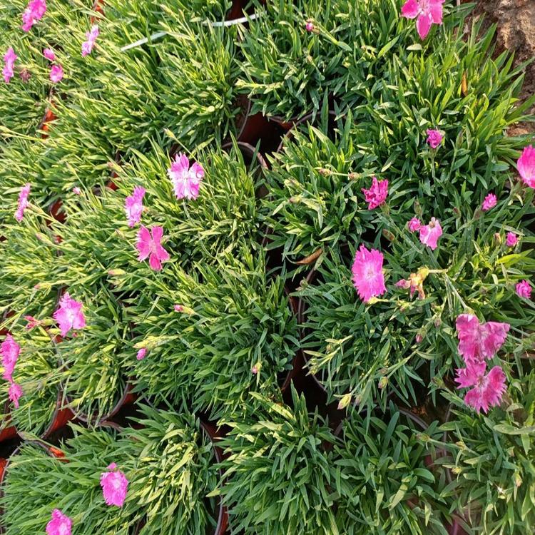 欢迎咨询欧石竹穴盘苗培育欧石竹花海