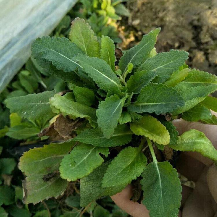 一二年宿根花卉 鼠尾草 地被鼠尾草供货商