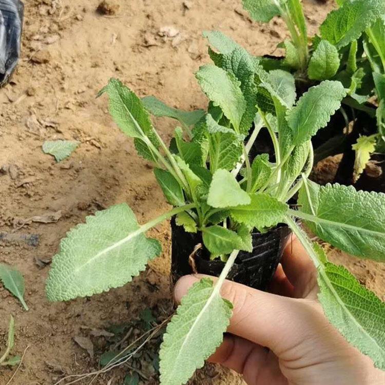 鼠尾草 宿根鼠尾草培育 草花种植基地