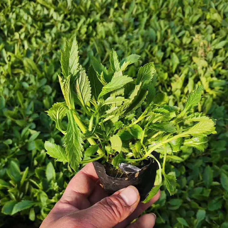 花海优良品种 柳叶马鞭草 山东柳叶马鞭草