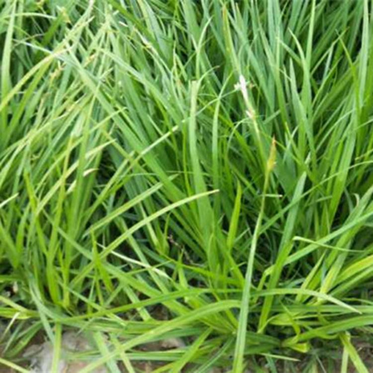 崂峪苔草 我苗圃批发 崂峪苔草批发 青州宿根草花批发