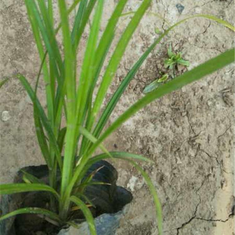 绿化用苗崂峪苔草 我苗圃批发 崂峪苔草价格 营养杯苗种植基地