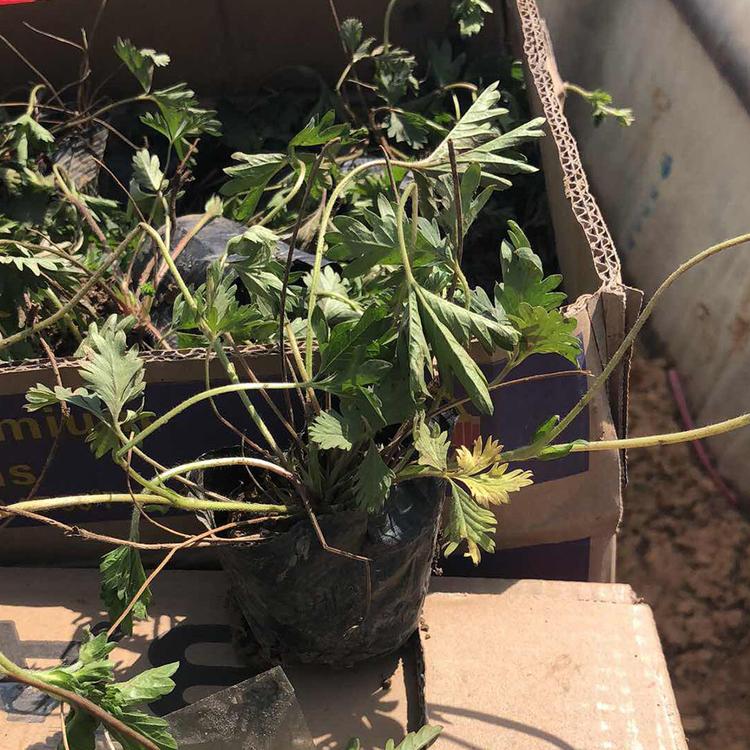 草花种植基地 三叶委陵菜 自产自销 三叶委陵菜批发