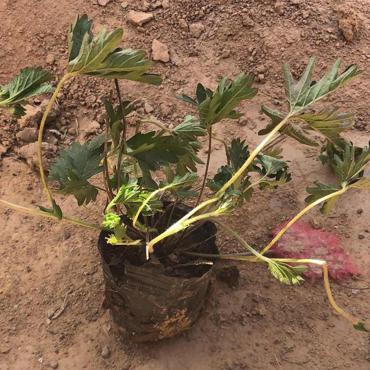 草花种植基地 三叶委陵菜 应季苗木 三叶委陵菜批发