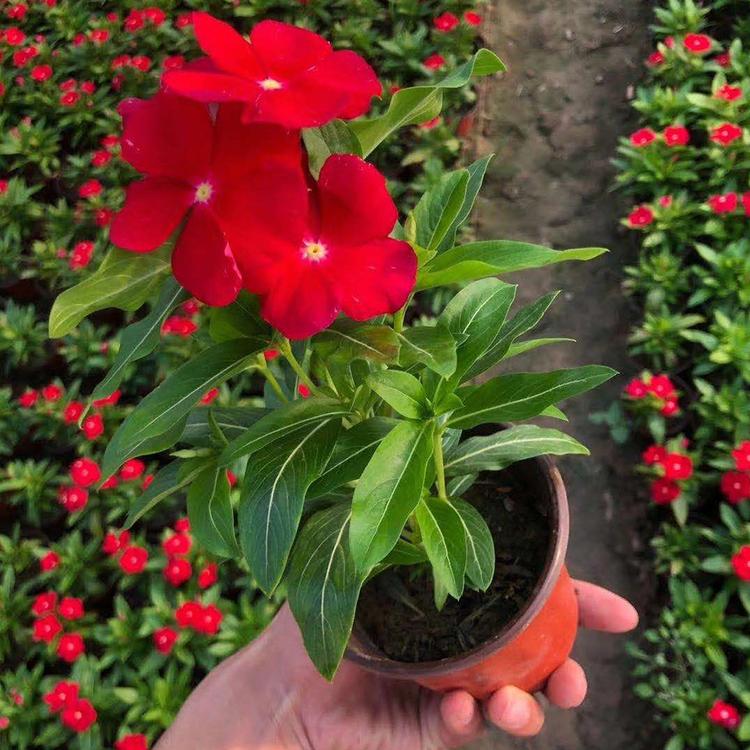 好苗预定中 双色盆天天开 天天开种植基地