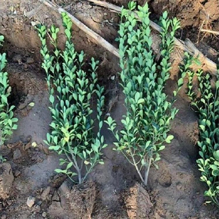 冬青 冬青种植基地 种植冬青 供应绿化苗木