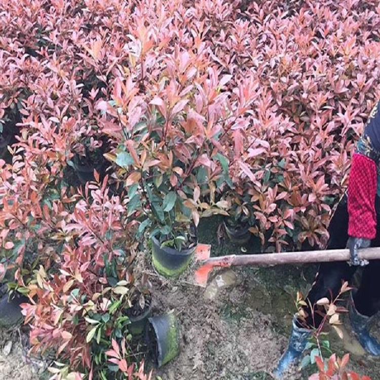红叶石楠种植基地 红叶石楠价格 绿化小苗