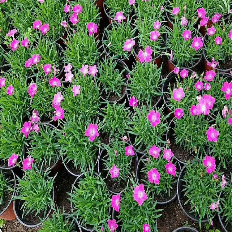 双色盆欧石竹种植基地 双色盆欧石竹价格 基地直供