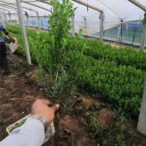 绿化黄杨 黄杨苗大量批发 青州黄杨苗种植基地