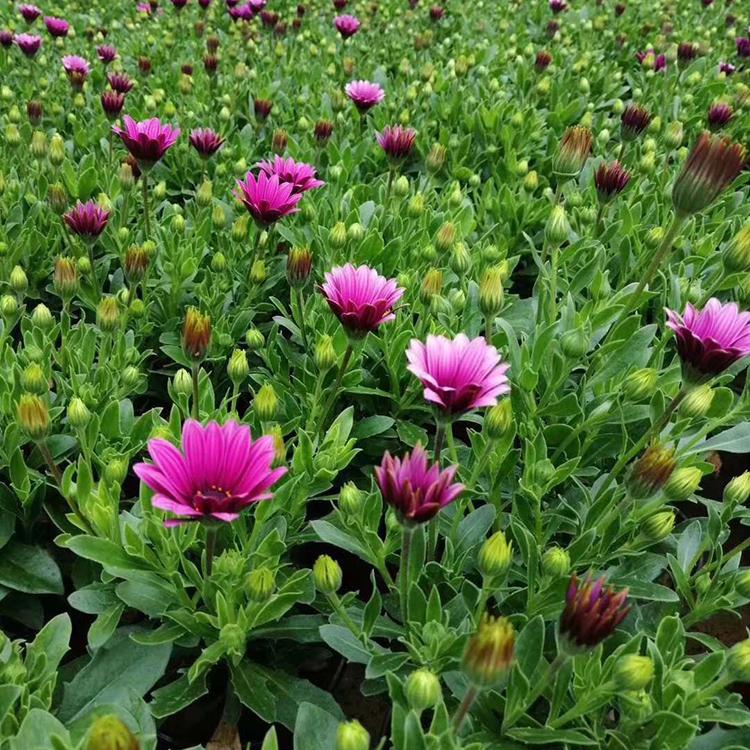 南非万寿菊销售 基地供应 山东南非万寿菊
