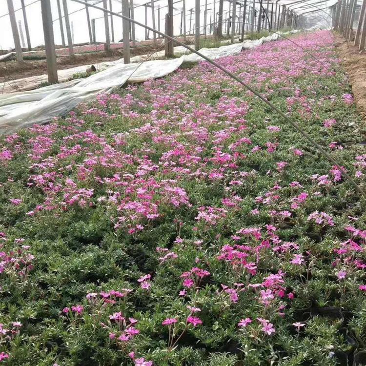 福禄考 福禄考行情 基地推荐