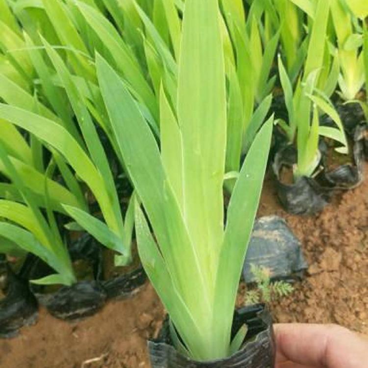 基地供应 鸢尾 青州鸢尾种植基地