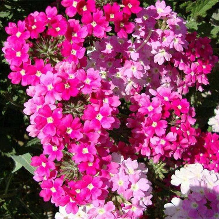 订购报价 美女樱批发 草花基地供应