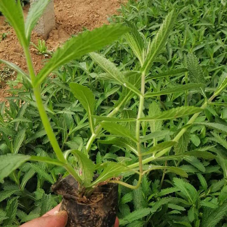 青州草花批发 马鞭草价格 马鞭草苗