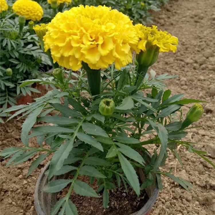 青州孔雀草基地 批发孔雀草杯苗 孔雀草种苗 长势不错
