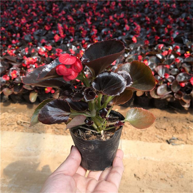 四季海棠种植基地 四季海棠多年生花卉