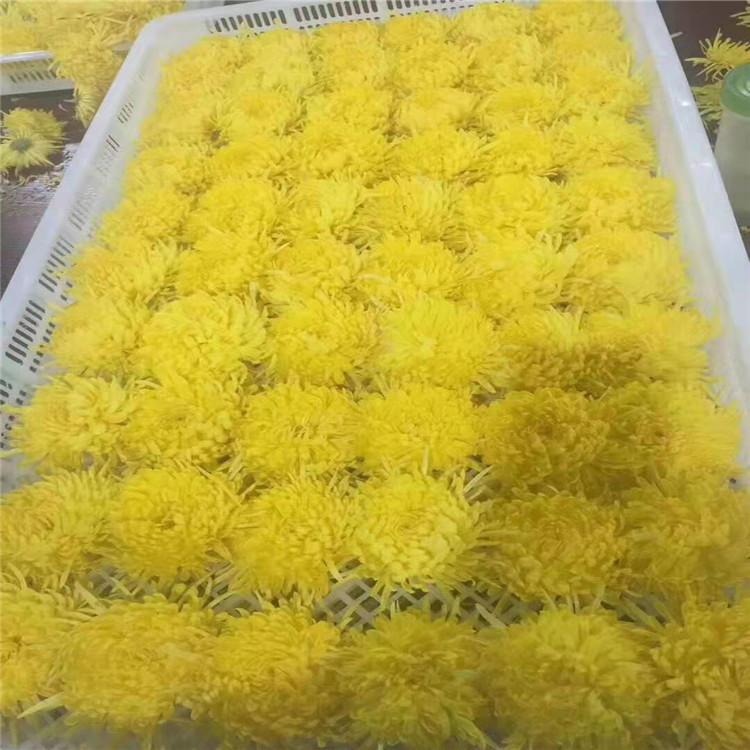 菊花烘干设备 菊花热泵烘干机 菊花空气能烘干房